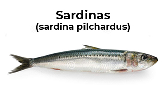 anchoas-o-sardinas-cual-es-la-diferencia-tienda-gourmet-online-anchoasdeluxe